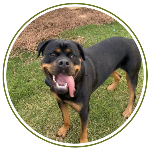 Portrait of a happy Rottweiler