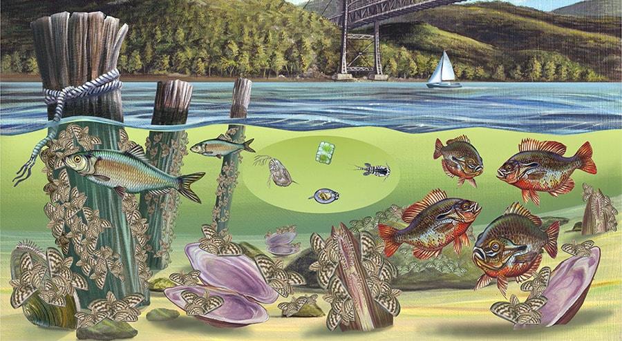 Illustration of an underwater ecosystem